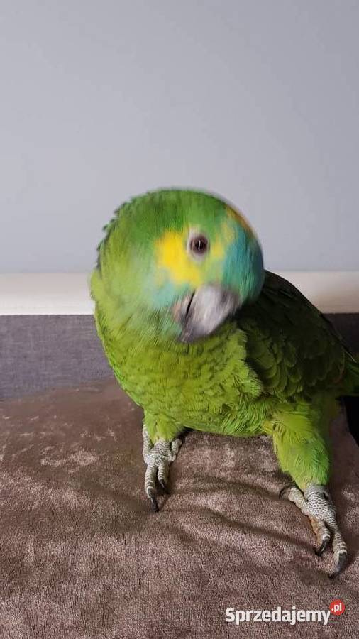 Samica Amazonka niebieskoczelna ręcznie Dąbrowa Górnicza