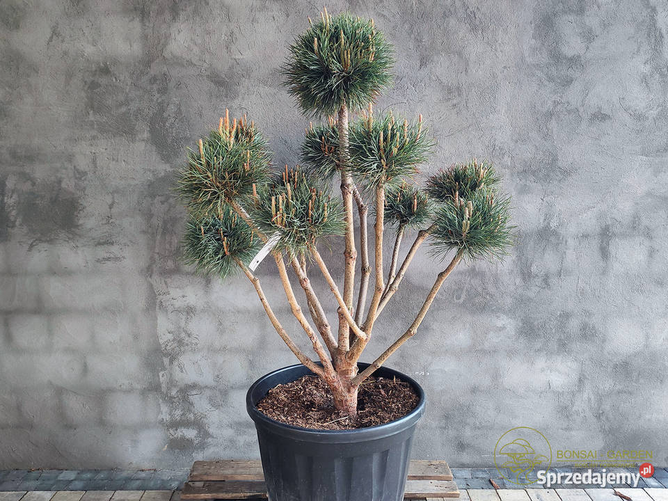Sosna pospolita formowana 093 NIWAKI BONSAI Łódź