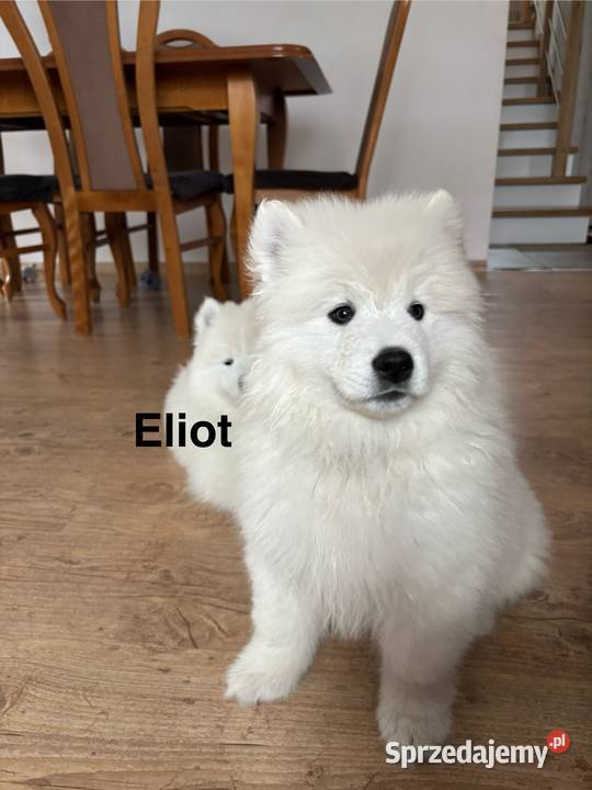 Szczenięta Samoyed