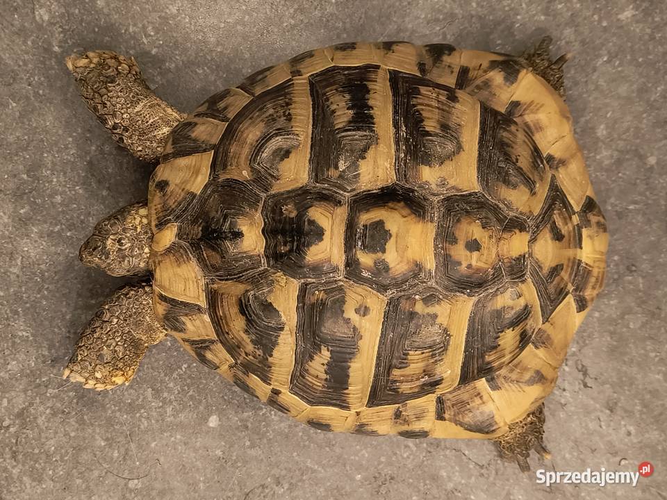 ŻÓW GRECKI dorosły samiec lubuskie Nowa Sól