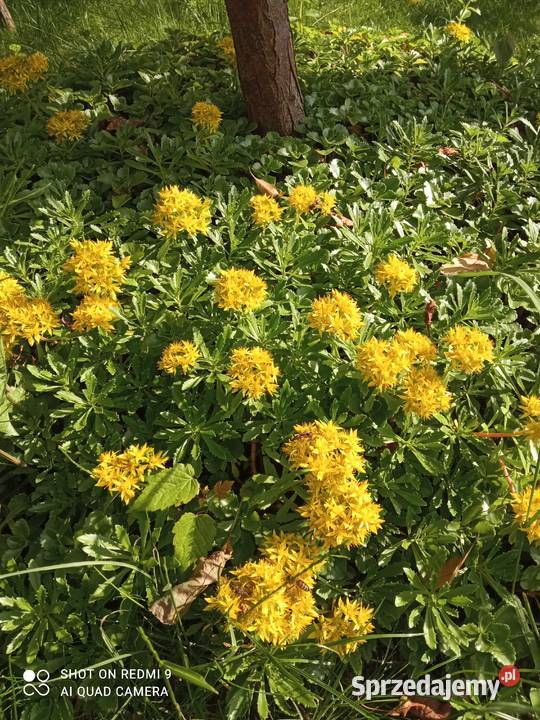 Rozchodnik kamczacki odm amurska żółty Nowy Sącz