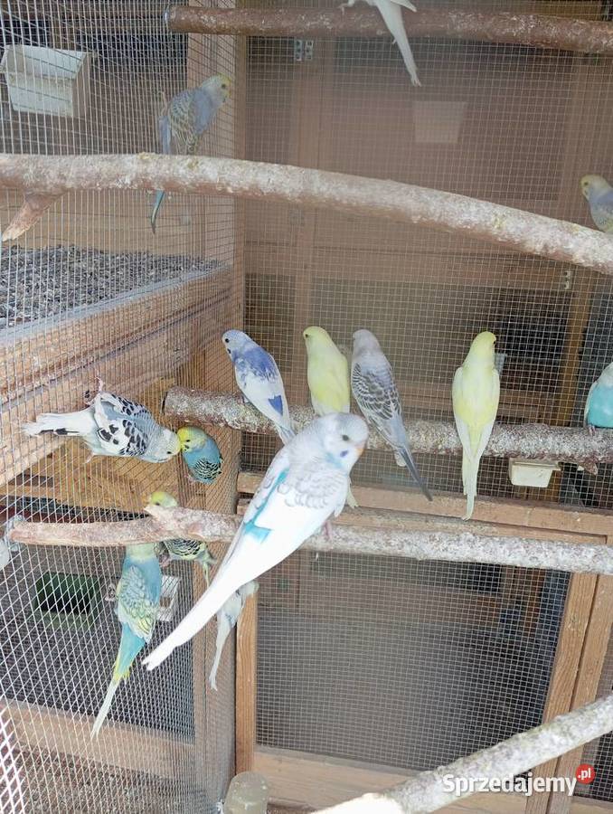 Papugi faliste papużki faliste piękne kolory podkarpackie