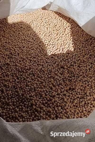 Groch siewny centrali Piórków