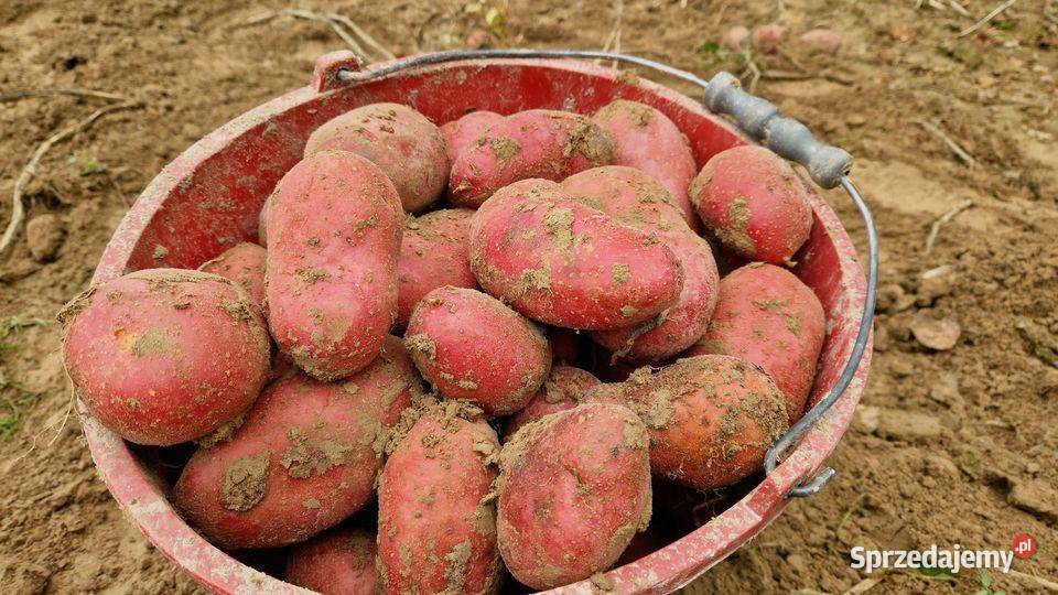 Ziemniaki Esmee baltic rose najlepsze odmiany Łęczna