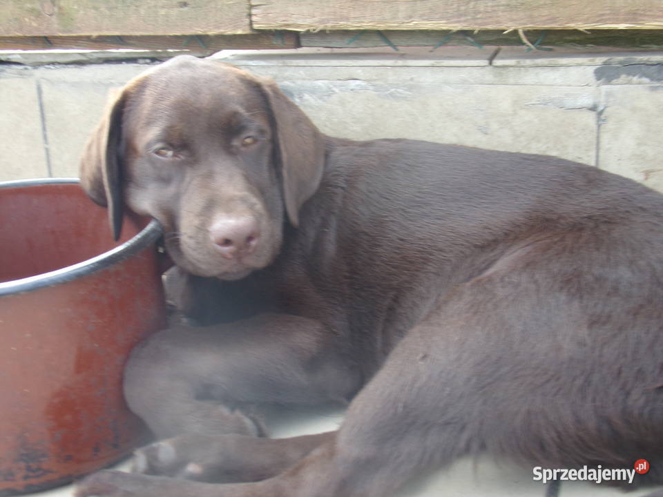 Szczeniak rodowodowy labarador retriever Oborniki Śląskie
