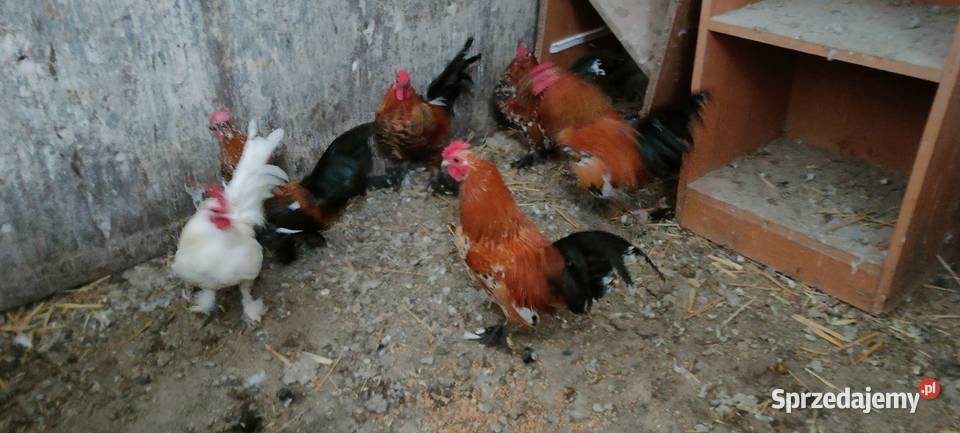 Sprzedam koguty liliputy Tokarówka sprzedam