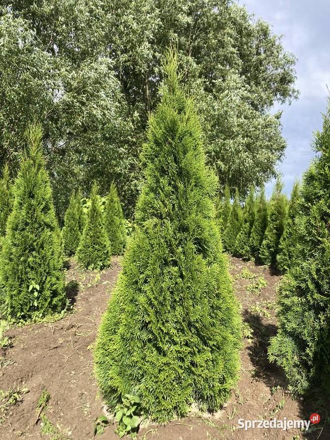 TujaThujaTuje Szmaragd 140210 Rośliny Rypin