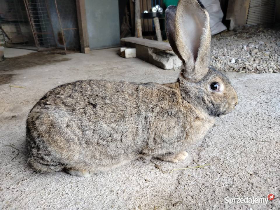 Królik olbrzym belgijski podlaskie Kumelsk