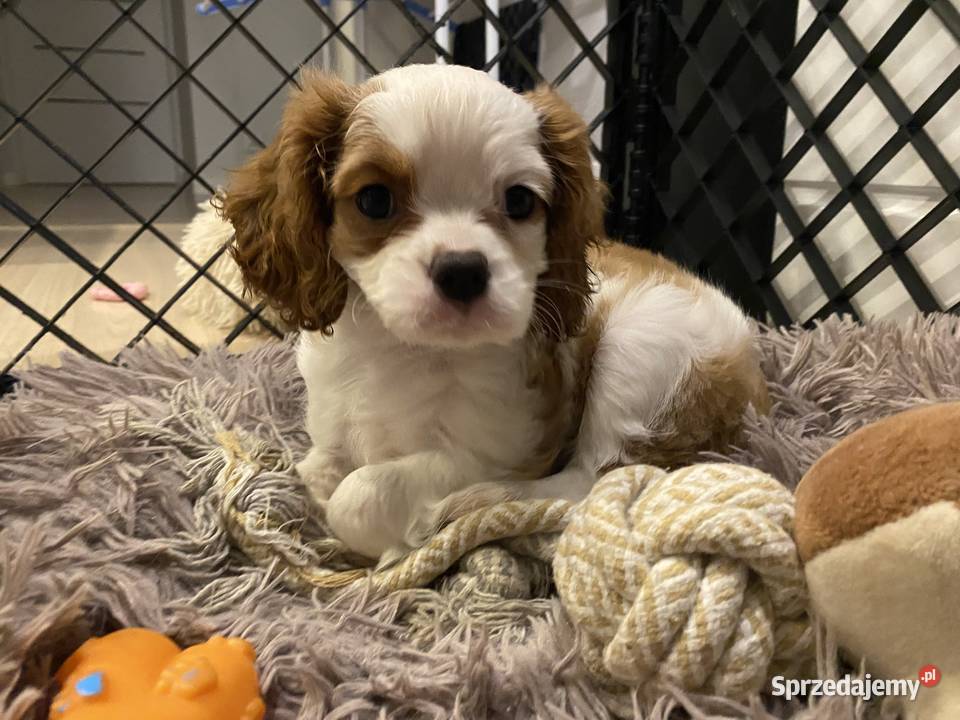 Cavalier king charles spaniel Kielce