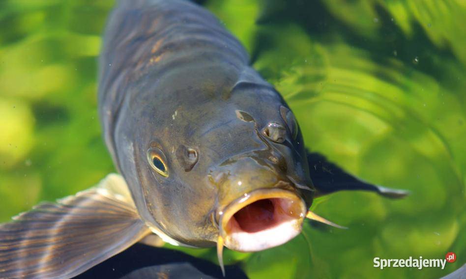 Karp z własnej hodowli Drohobyczka