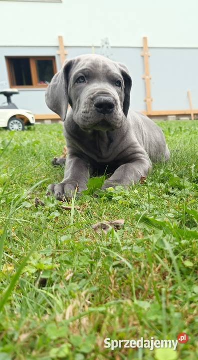 Dog niemiecki Słopnice