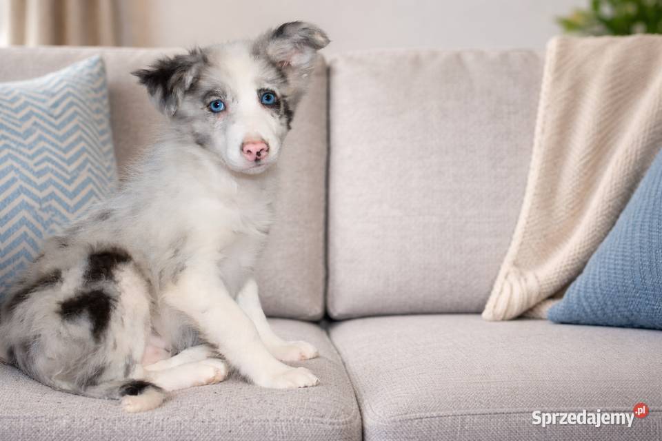 Border collie Blue merle małopolskie