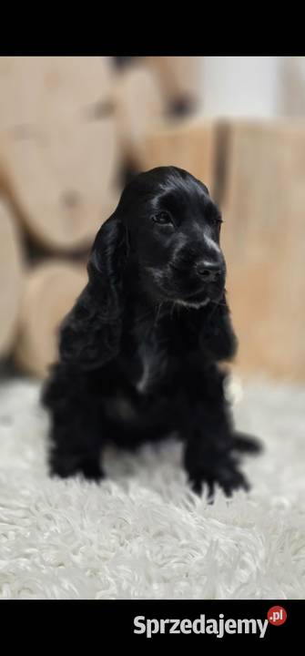 Cocker Spaniel Angielski opolskie Jasienie