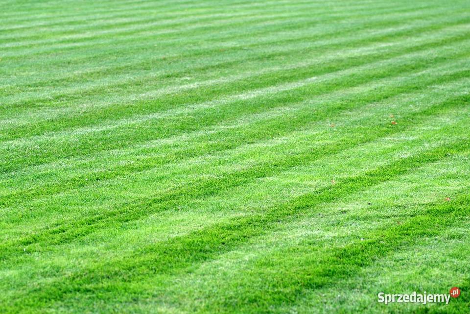 Trawnik z rolki z transportem cała Polska Warszawa