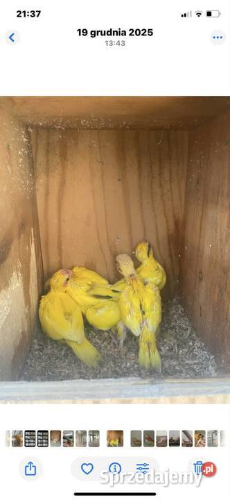 Papugi kozy i faliste Tylmanowa