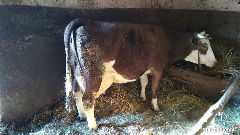 Sprzedam 2 krowy mleczne Nadrybie-Wieś