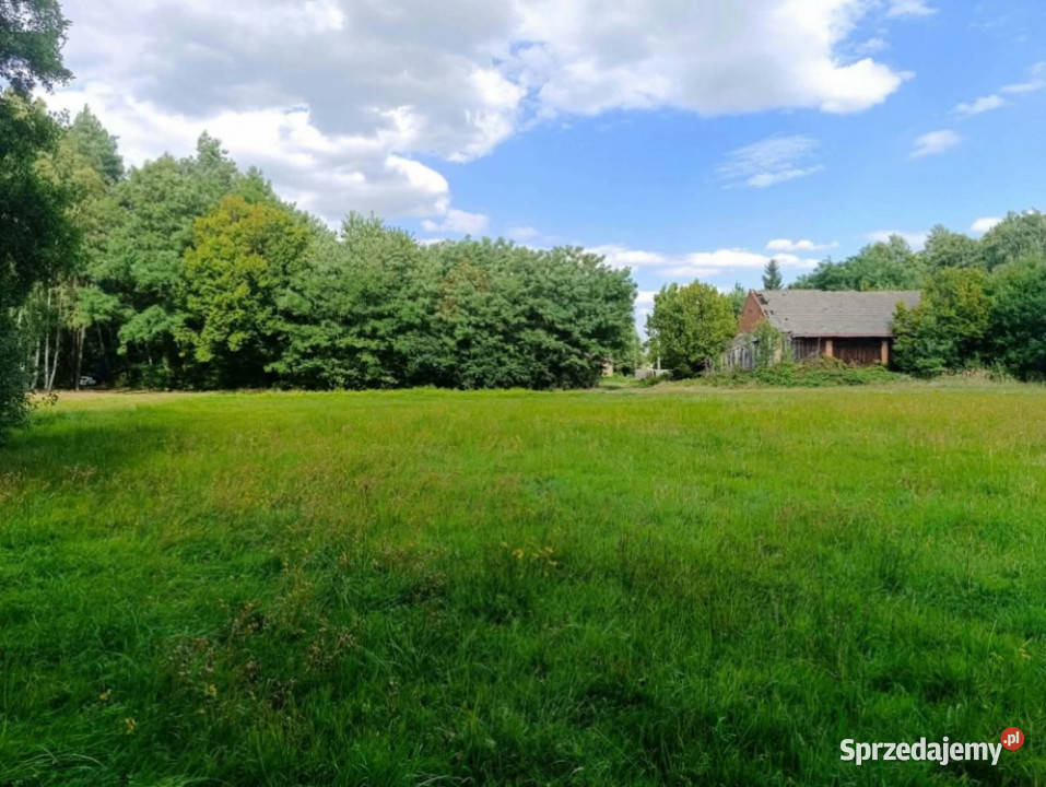 Siedlisko 357 ha z zabudowaniami i własnym lasem 35729m2 Sprzedaż Siedlików