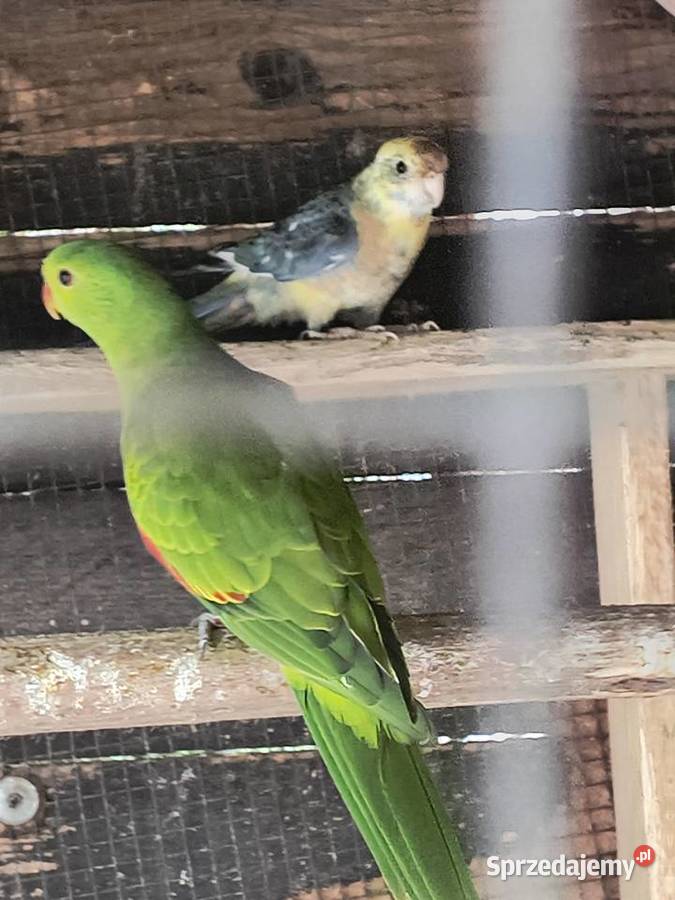 Papuga czerwonoskrzydła