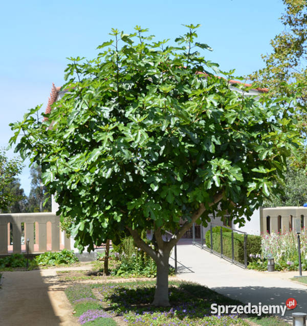 FIGOWIEC POSPOLITY Ficus carica NASIONA 10000 kujawsko-pomorskie Lubanie