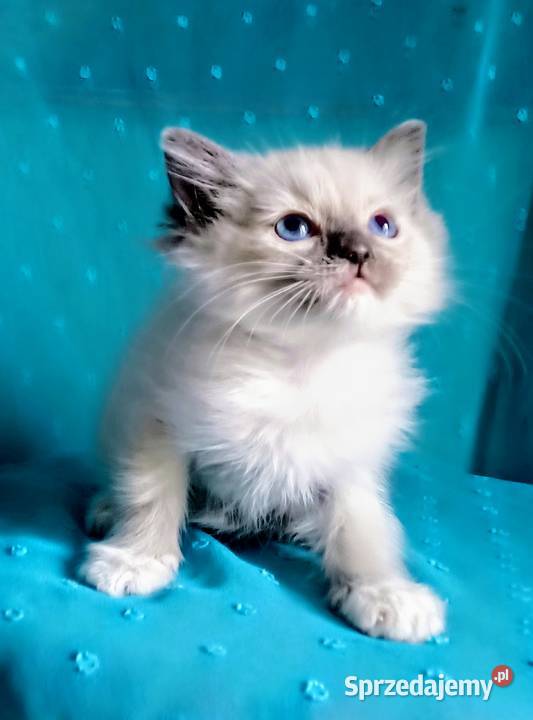 Cudowny kocurek Ragdoll z rodowodem i wyprawką Ragdoll