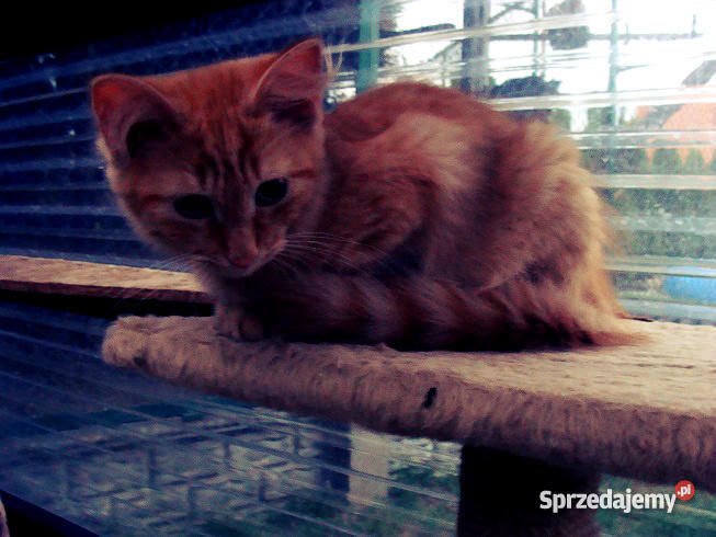 Kocurek Syberyjski rudy pręgowany półroczny Gostyń