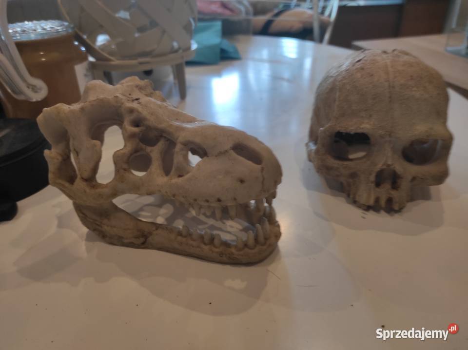 Pyton królewski z terrarium samiec Lublin