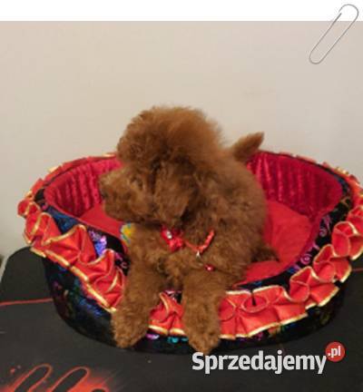 Pudel Toy Miniaturka śliczny i zdrowy pudelek śląskie Częstochowa