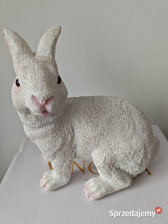 Zając biały z polizywicy podkarpackie Dębica