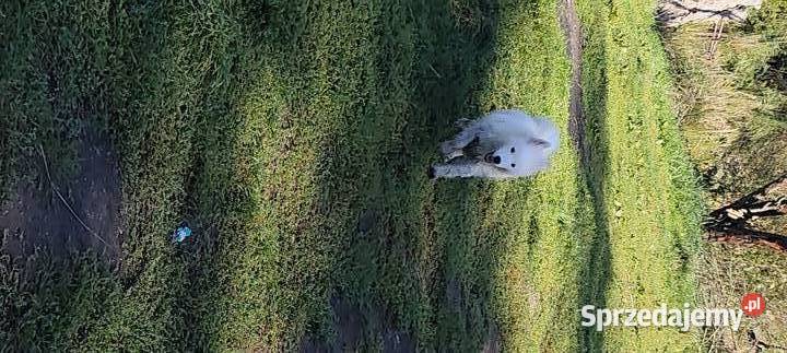 Samoyed szeniaki dolnośląskie Legnica