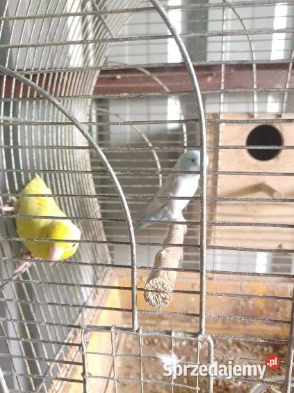 Wróbliczki Tarnów sprzedam
