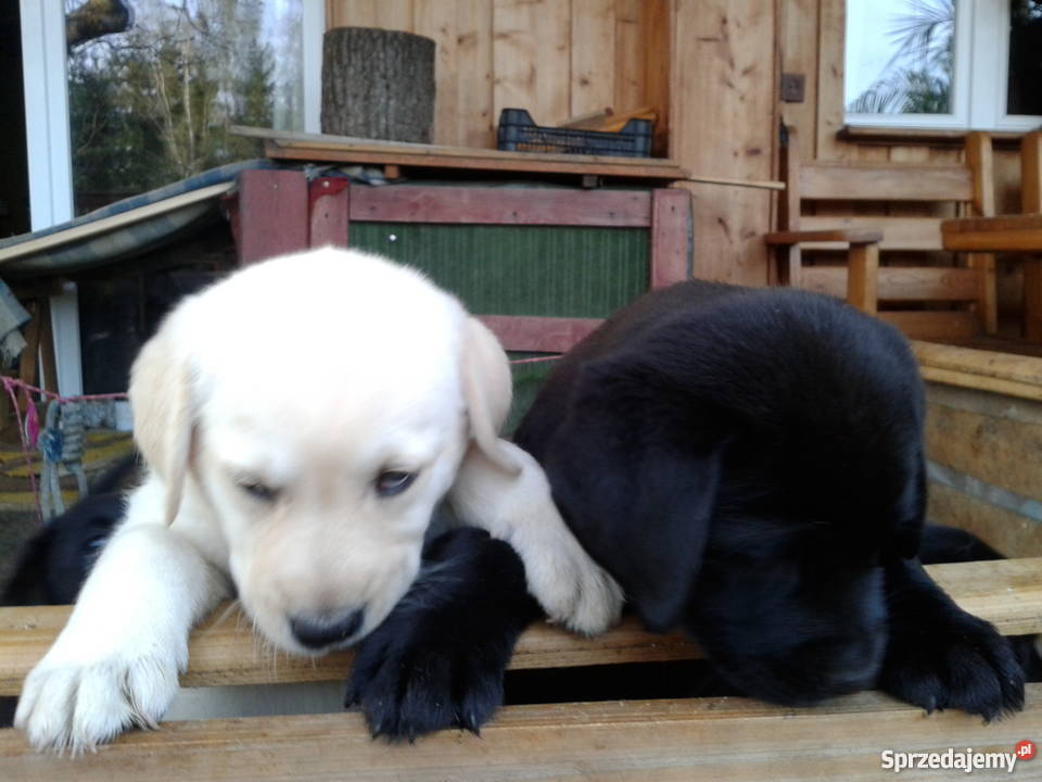 Labradory szczeniaki dwumiesięczne szukają domu Giżycko Sprzedajemy.pl