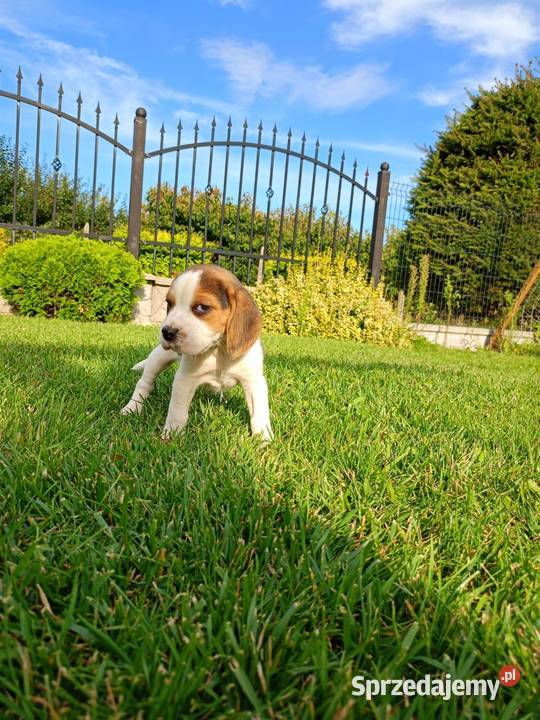 Śliczne Beagle metryka czip wyprawka Poddębice