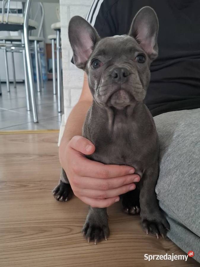 Suczka buldog francuski Jasło