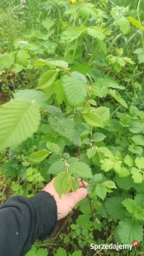 Wiąz sadzonki Słupca