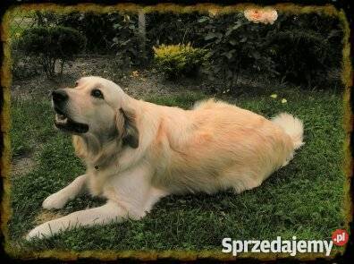 Golden Retriver Dębica
