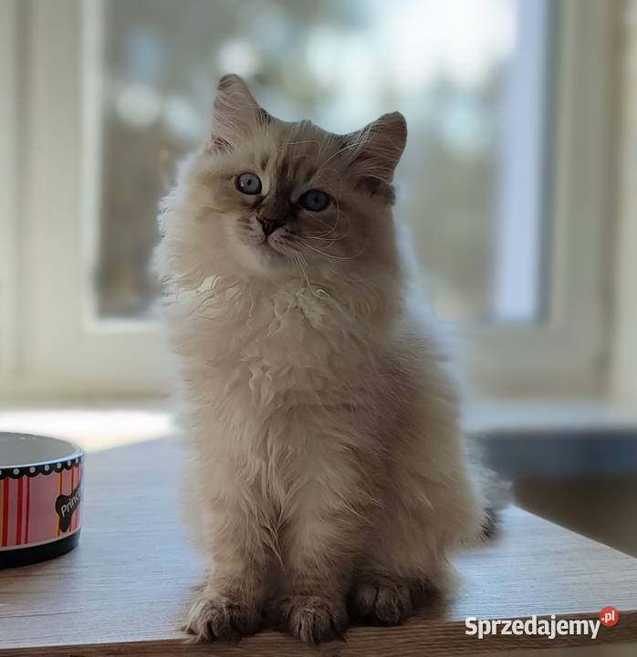 Asha kotka syberyjska neva masquerade Wola Szydłowiecka