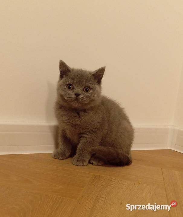 Kotkotek brytyjska niebieską świętokrzyskie