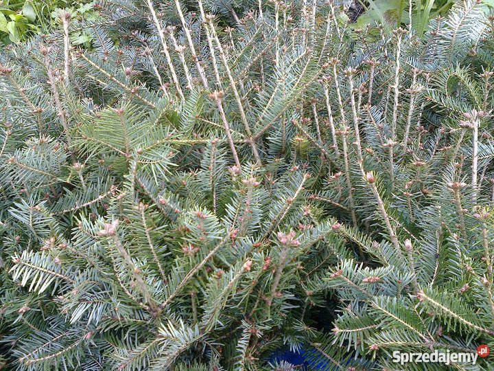 Sadzonki jodły pospolitej Bochnia sprzedam