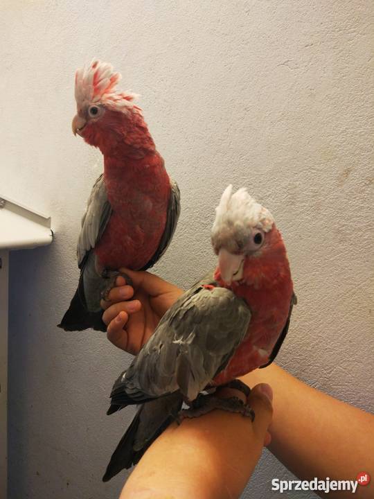 KAKADU RÓŻOWA oswojona SAMICA SAMIEC z 2019 roku Rawicz