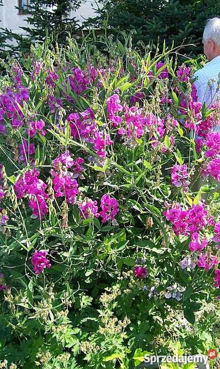 Groszek wieloletni bylina Bydgoszcz