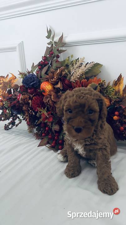 Urocze Maltipoo Czudec sprzedam