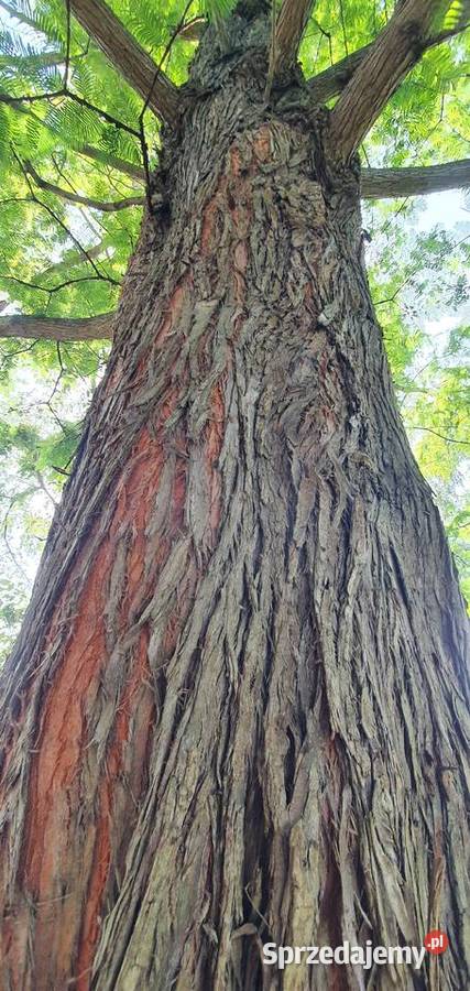 Metasekwoja Duże reprezentacyjne drzewo Okazałe lubelskie sprzedam