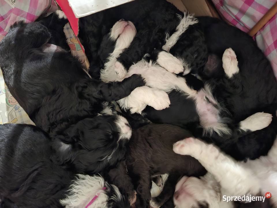 Portugalski pies dowodny szczenięta pieski Makówiec