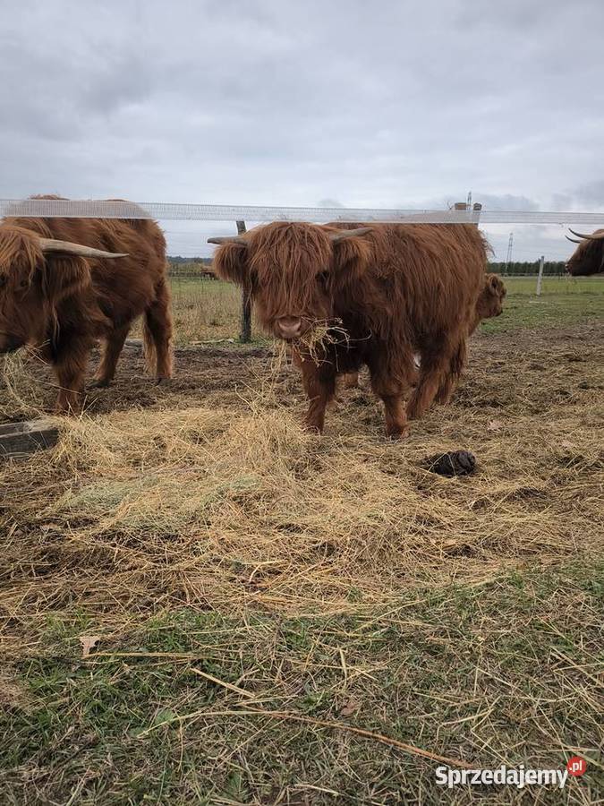 Bydło highland cattle Kłoda