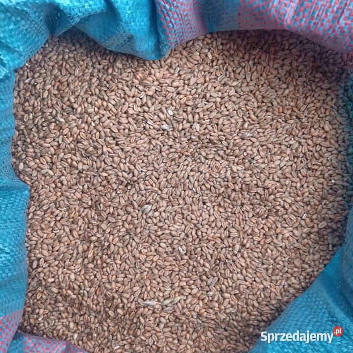 Pszenica świętokrzyskie Kazimierza Wielka