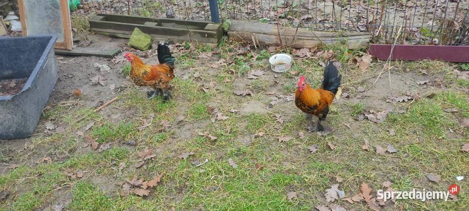 Kury liliputy Tokarówka