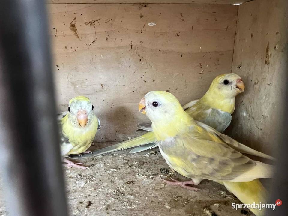 Świergoty i faliste małopolskie Łopoń