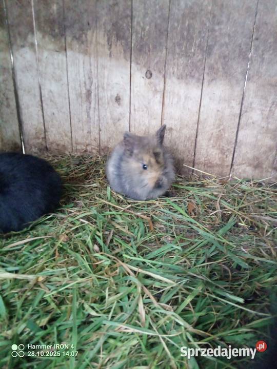 Króliki Miniaturki Króliki Izbica-Wieś
