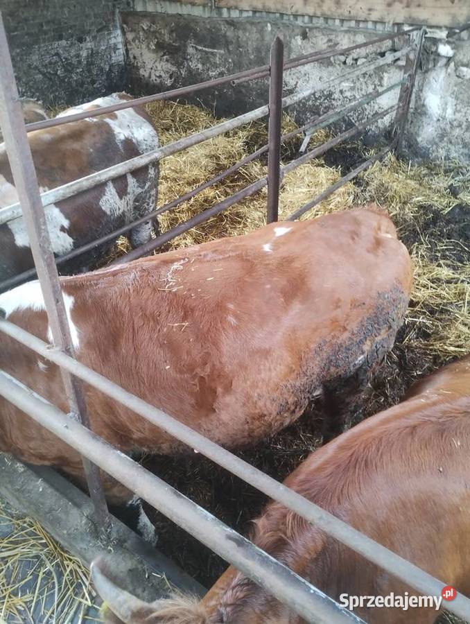 Jałówka cielną simental krowa Ostrowiec Świętokrzyski