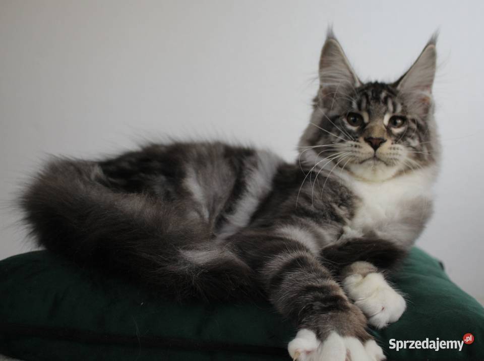 Dwie koteczki maine coon Brzezia Łąka